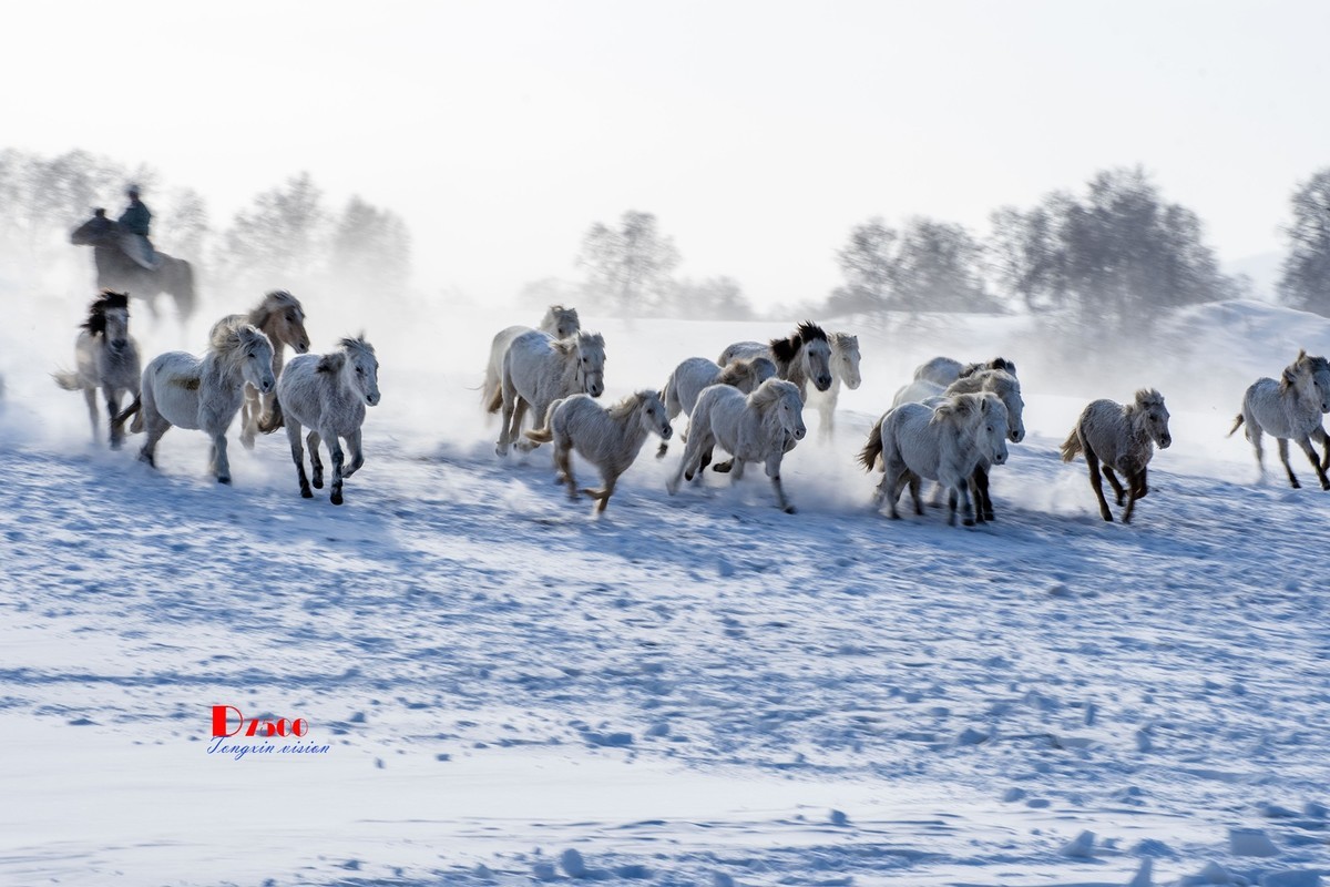 策马奔腾（79）