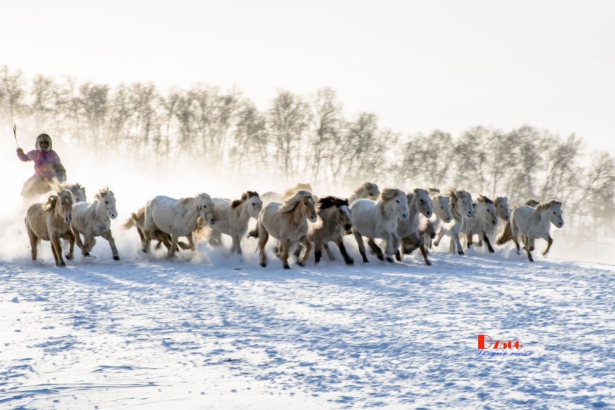 策马奔腾（79）