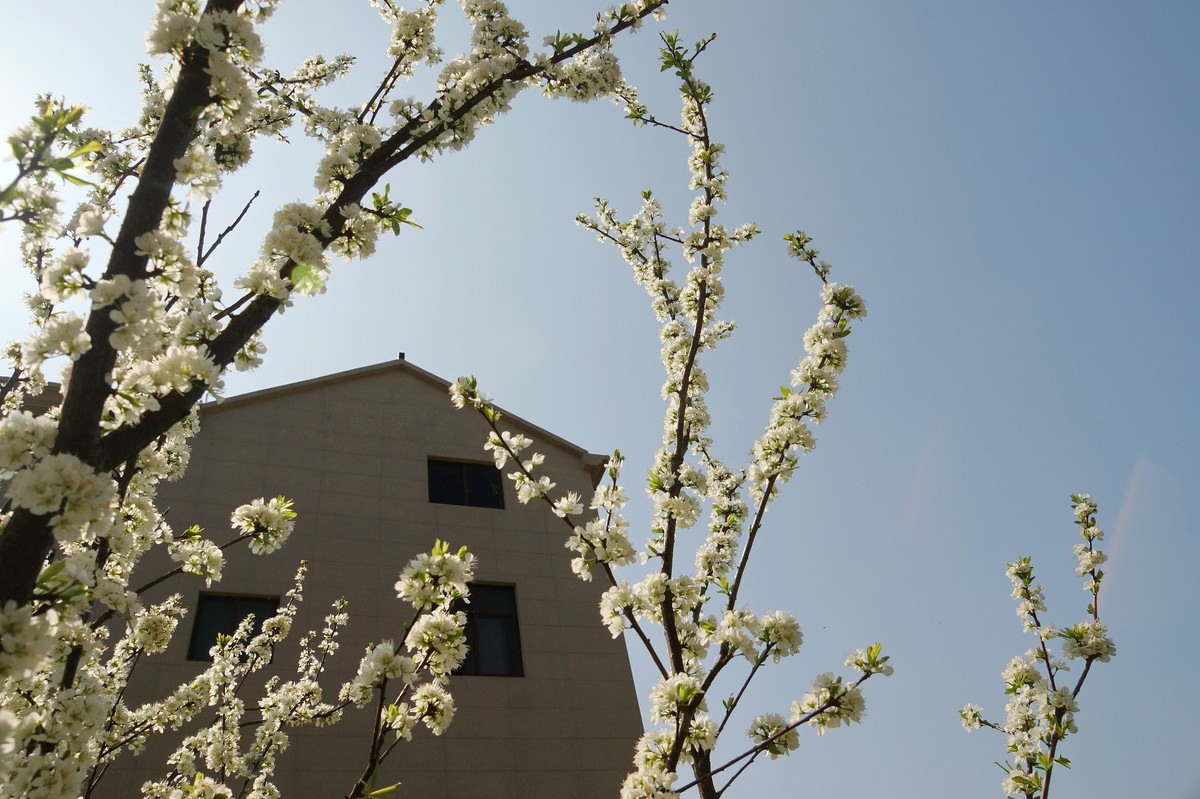 农 家 屋 前 花 灿 烂