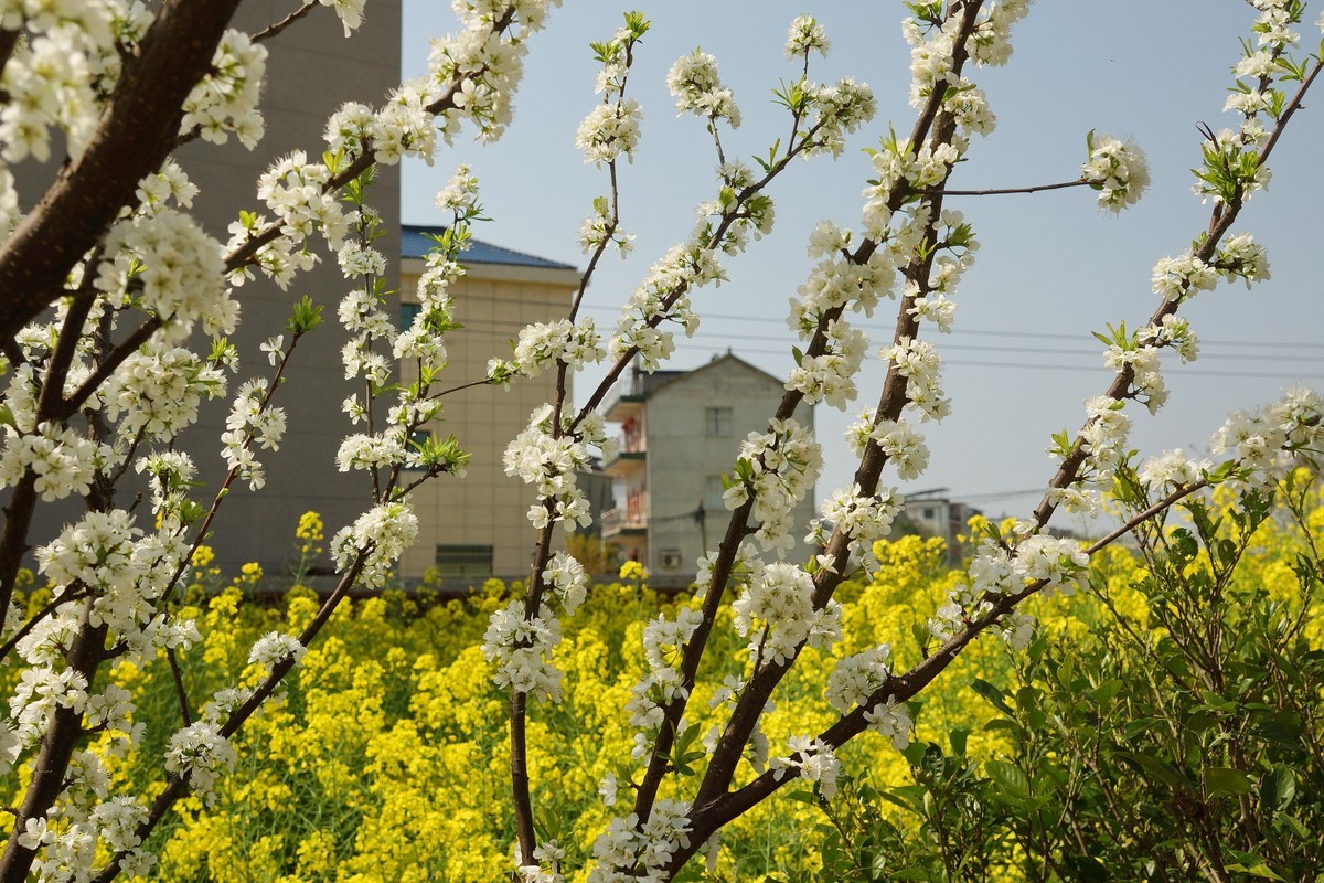 农 家 屋 前 花 灿 烂