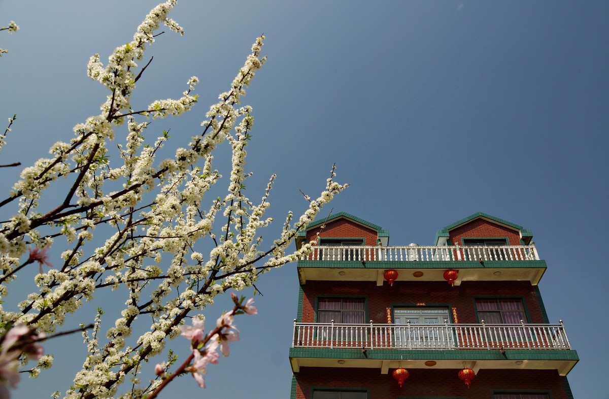 农 家 屋 前 花 灿 烂