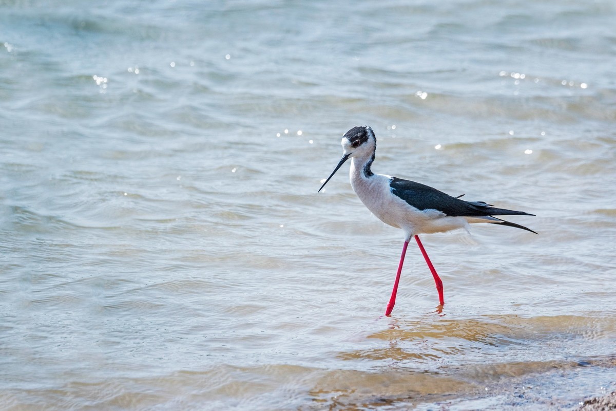 超模--长腿鹬（二十九）
