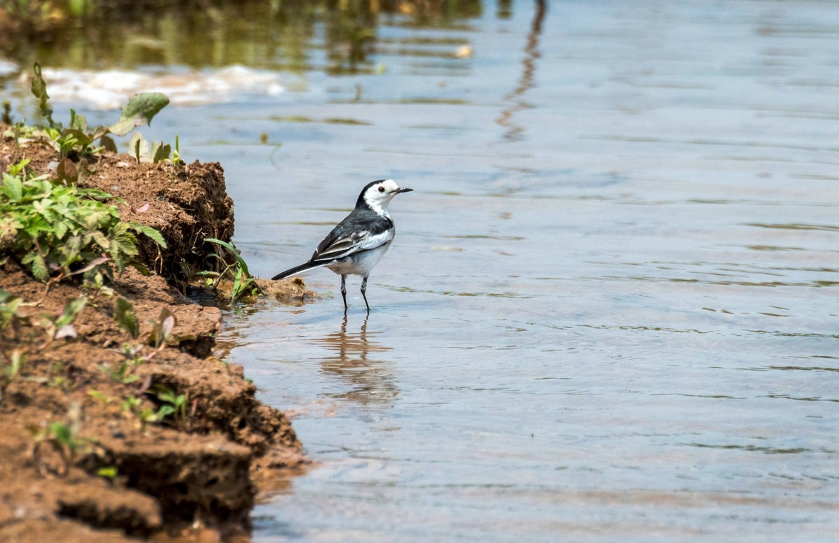 超模--长腿鹬（二十九）