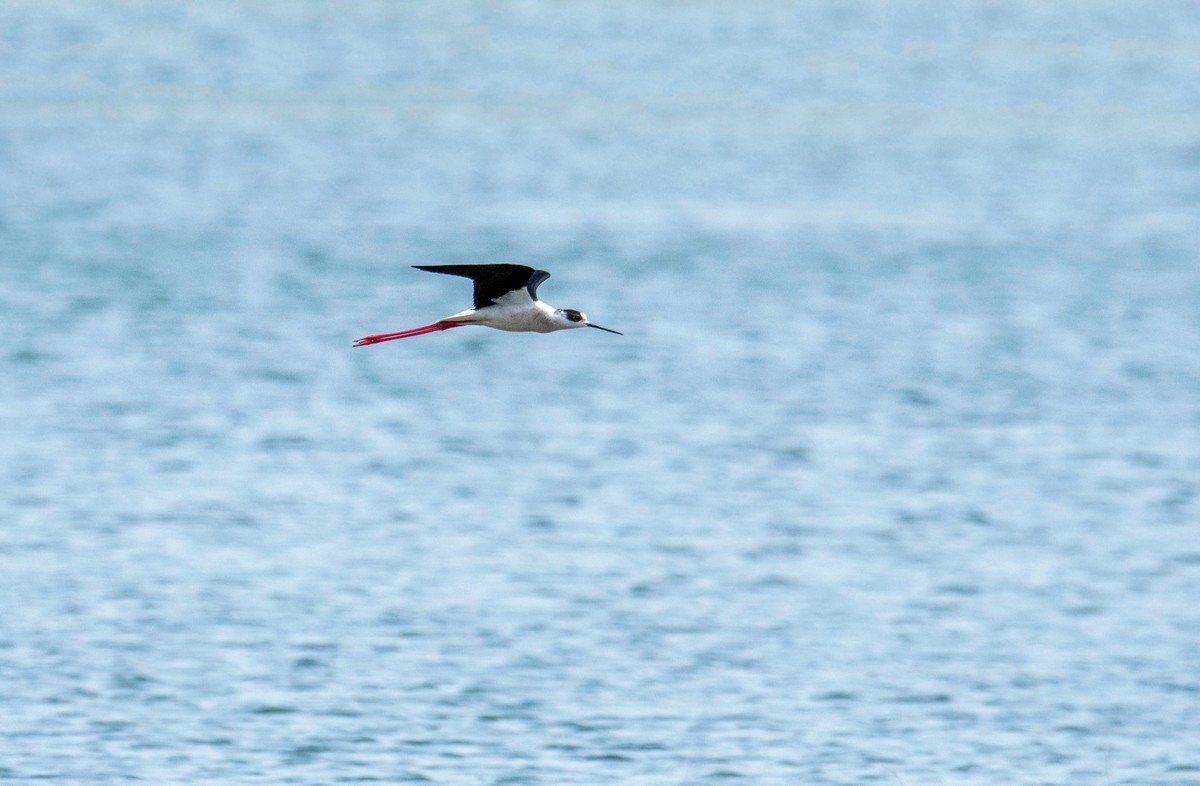超模--长腿鹬（二十九）