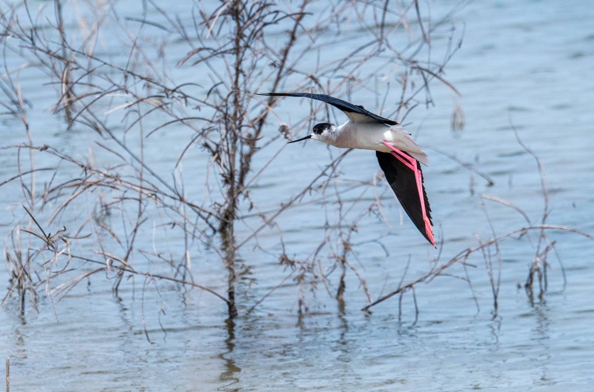 超模--长腿鹬（二十九）