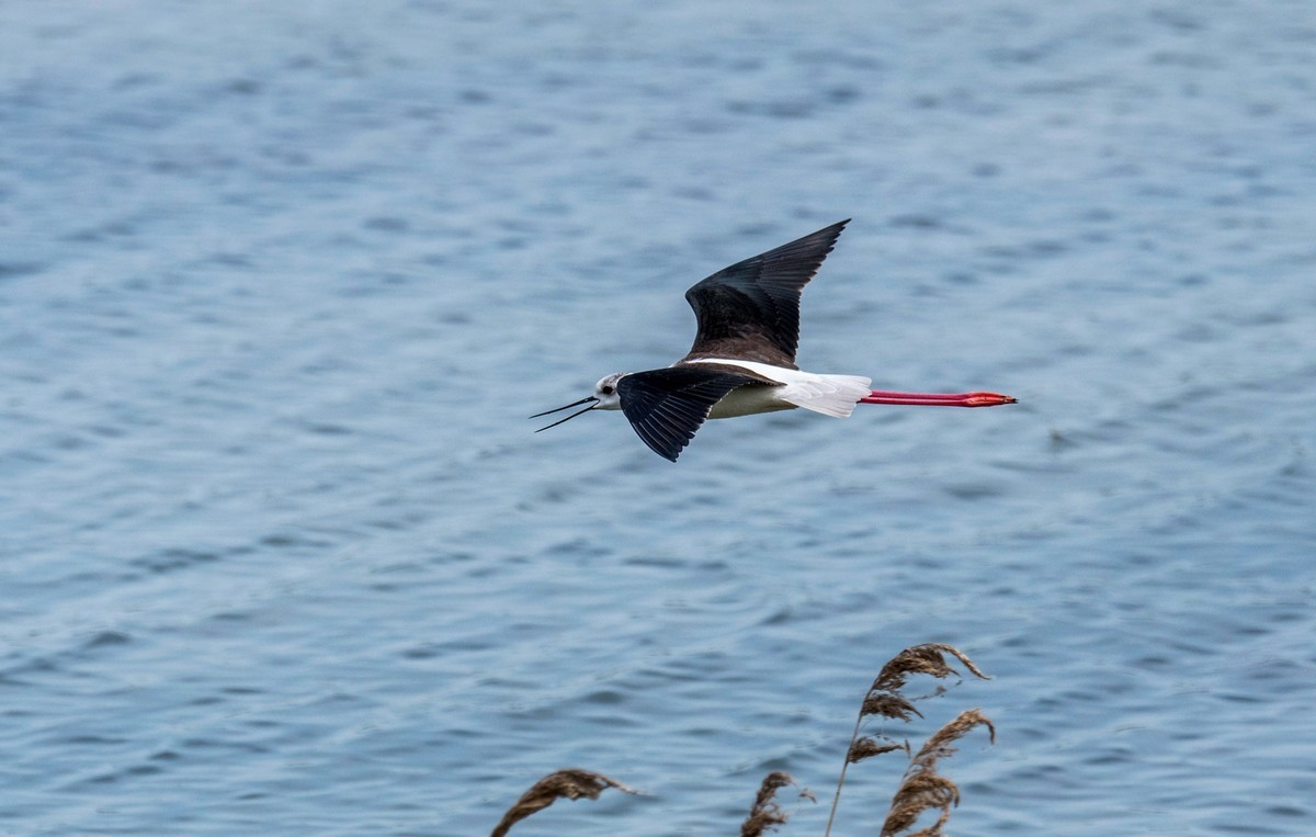 超模--长腿鹬（二十九）