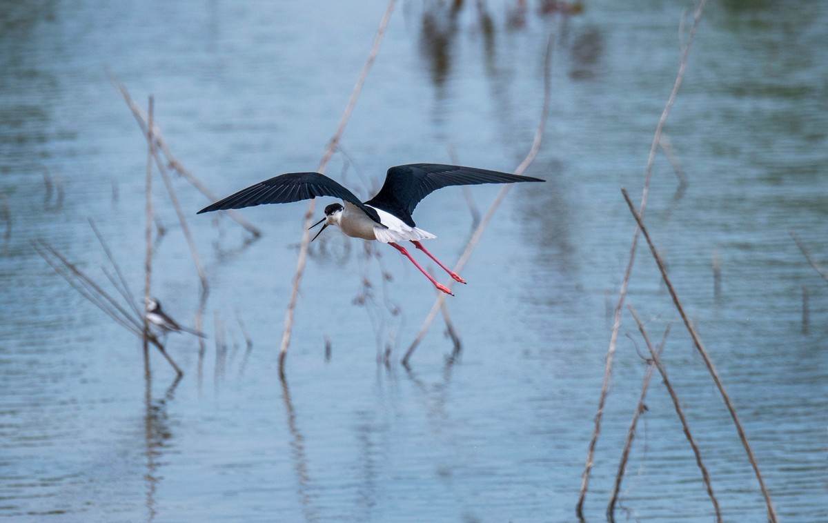 超模--长腿鹬（二十九）
