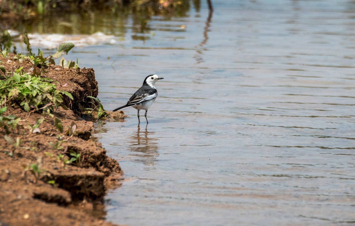 超模--长腿鹬（二十九）