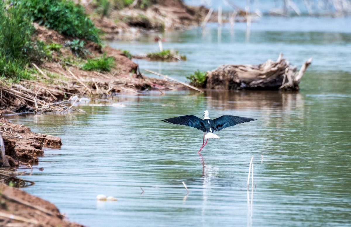 超模--长腿鹬（二十九）