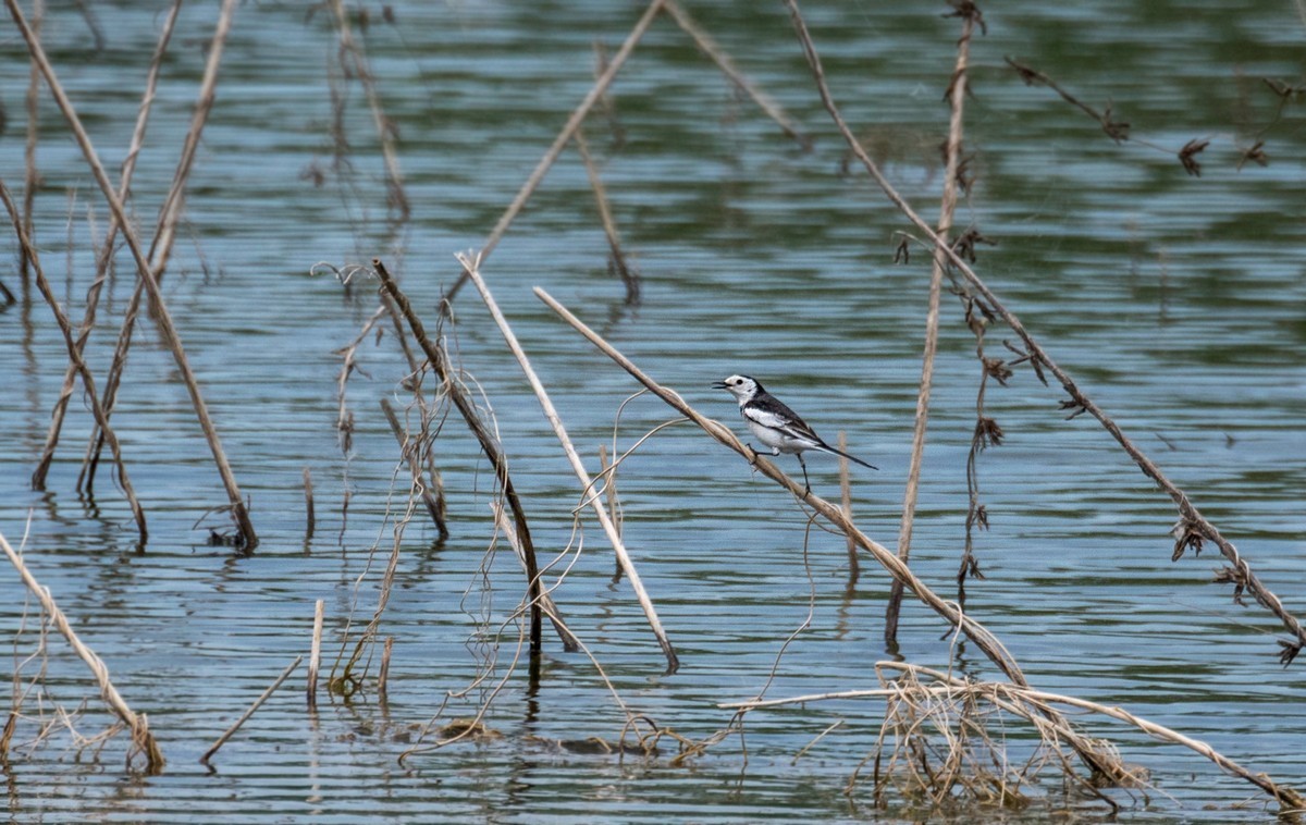 超模--长腿鹬（二十九）