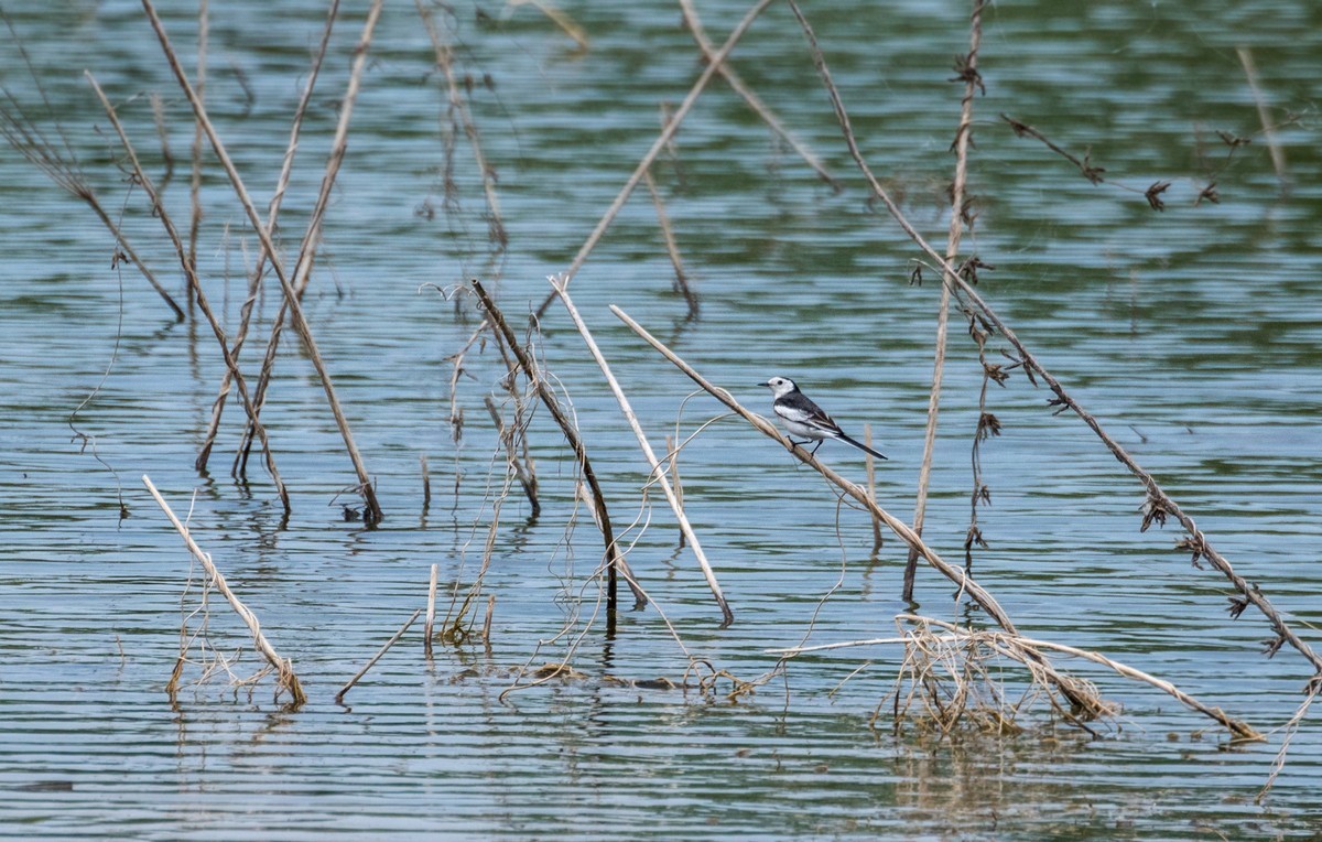 超模--长腿鹬（二十九）