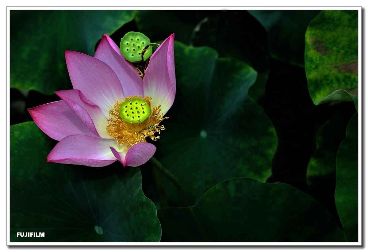 荷塘拍花······