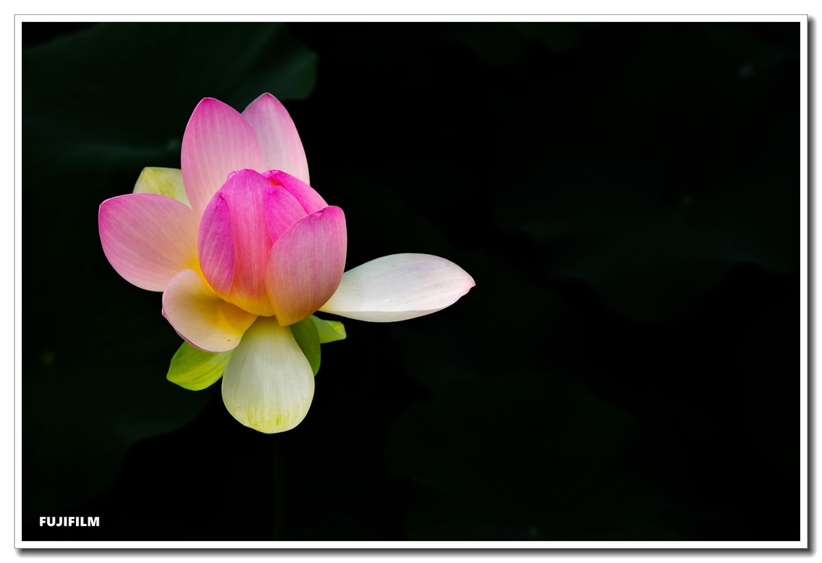 荷塘拍花······