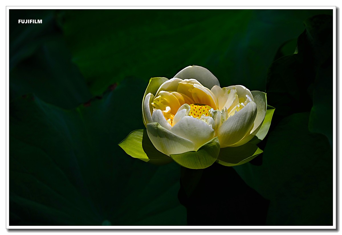 荷塘拍花······