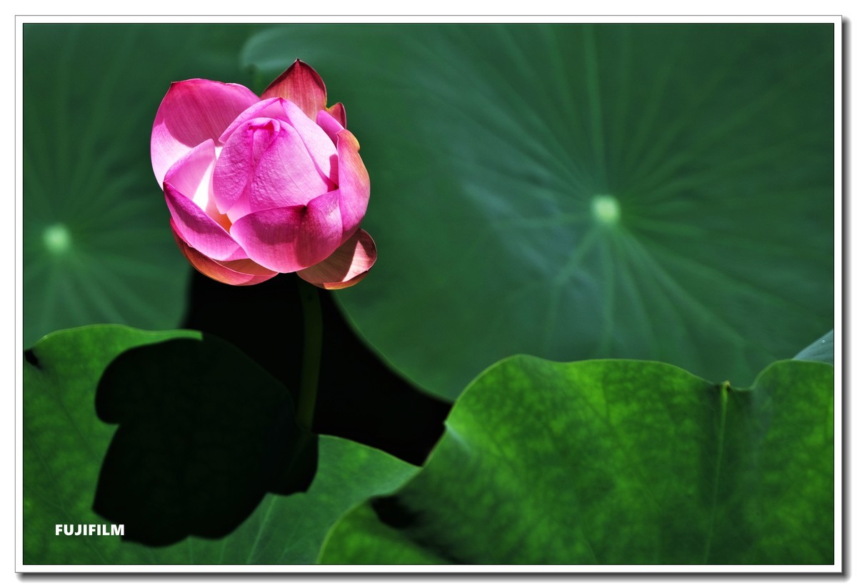 荷塘拍花······