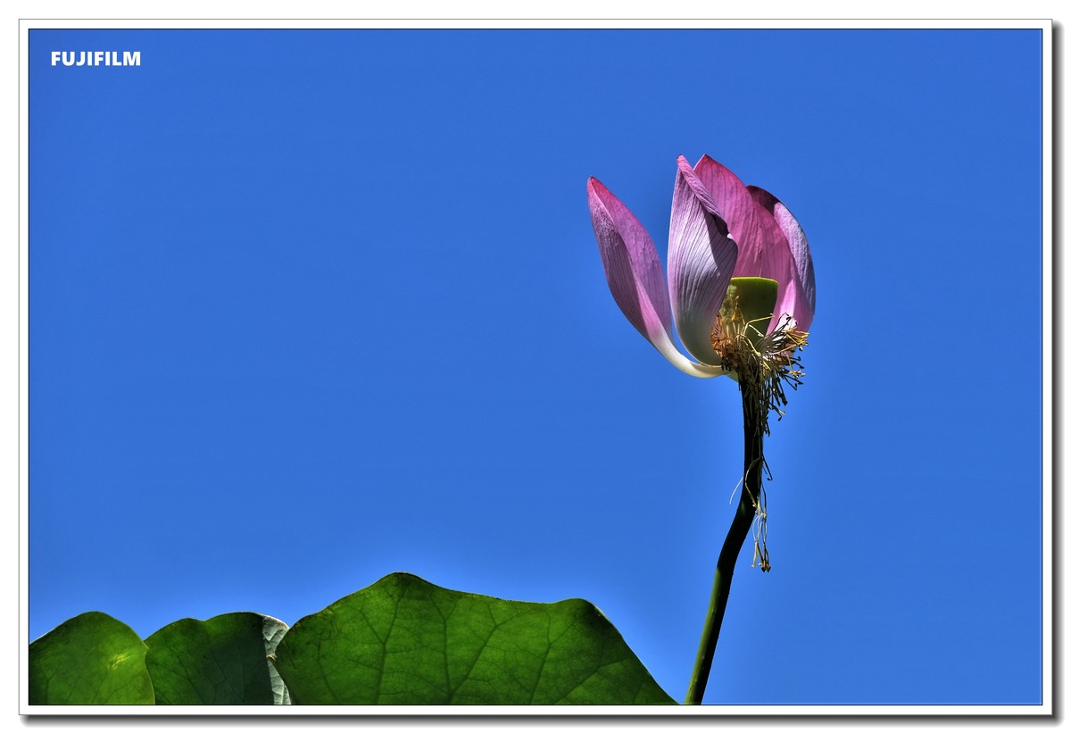 荷塘拍花······