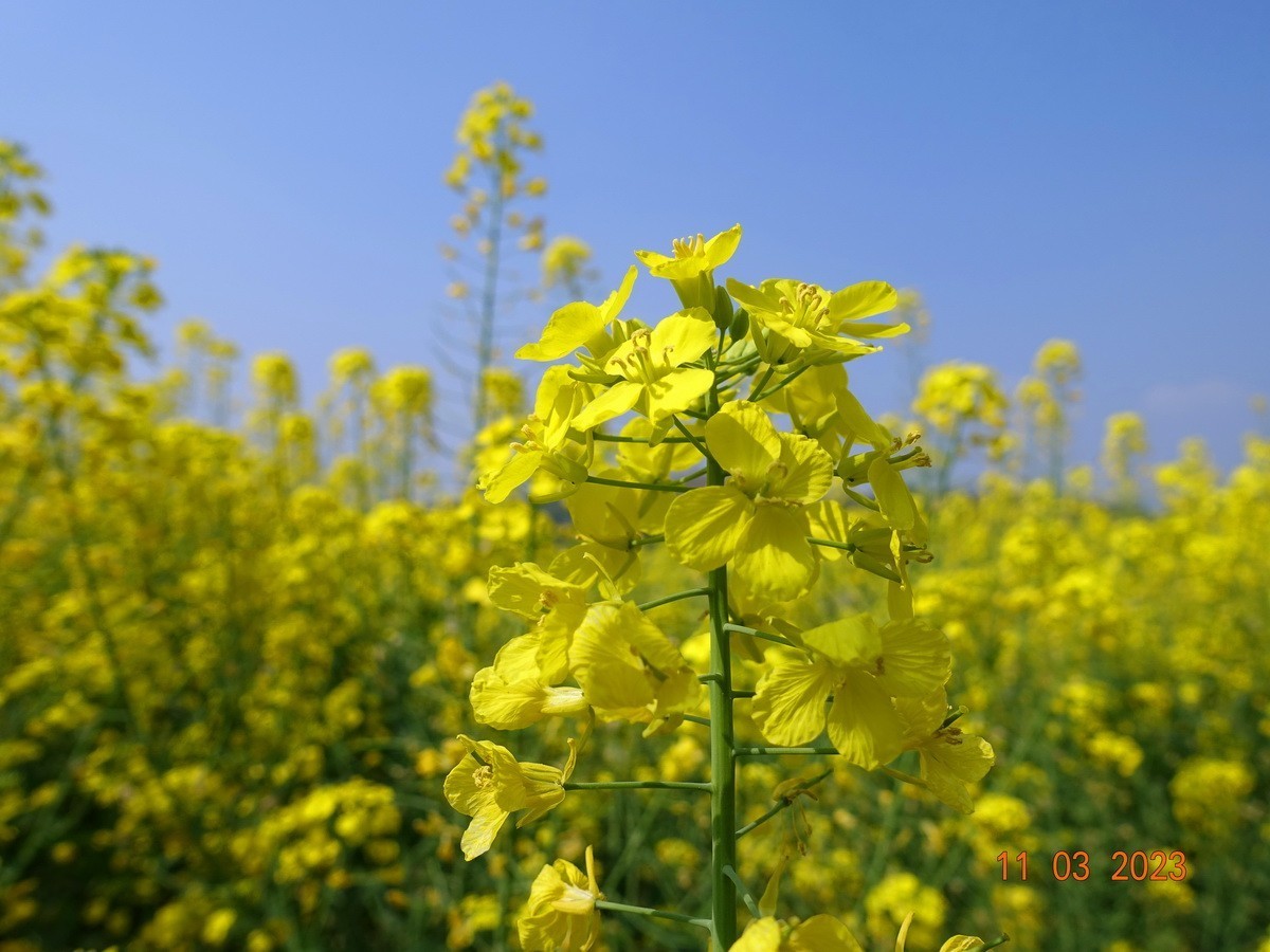 菜籽花花辉黄