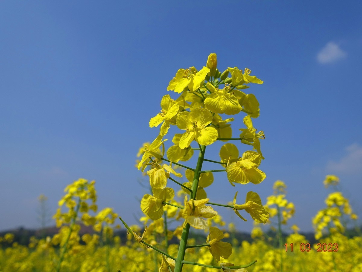 菜籽花花辉黄