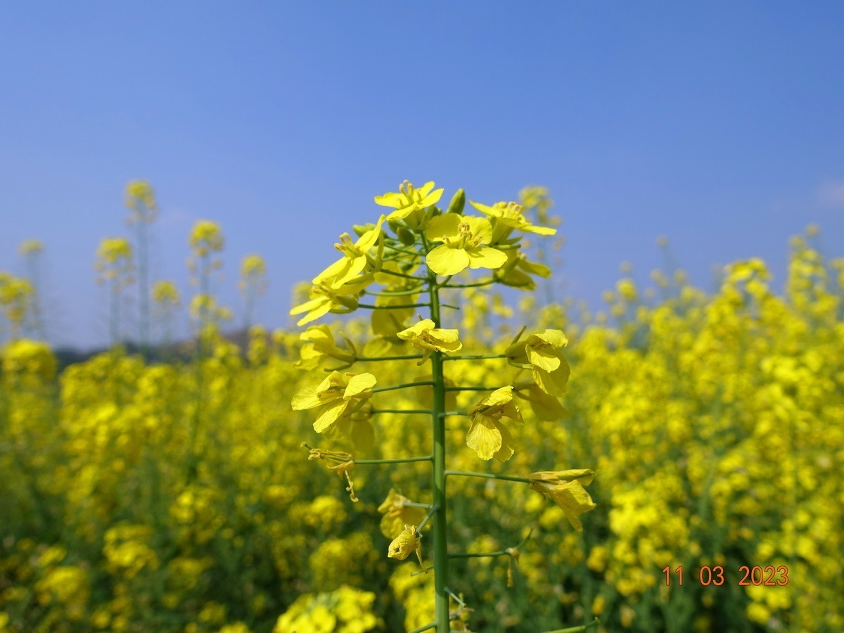 菜籽花花辉黄