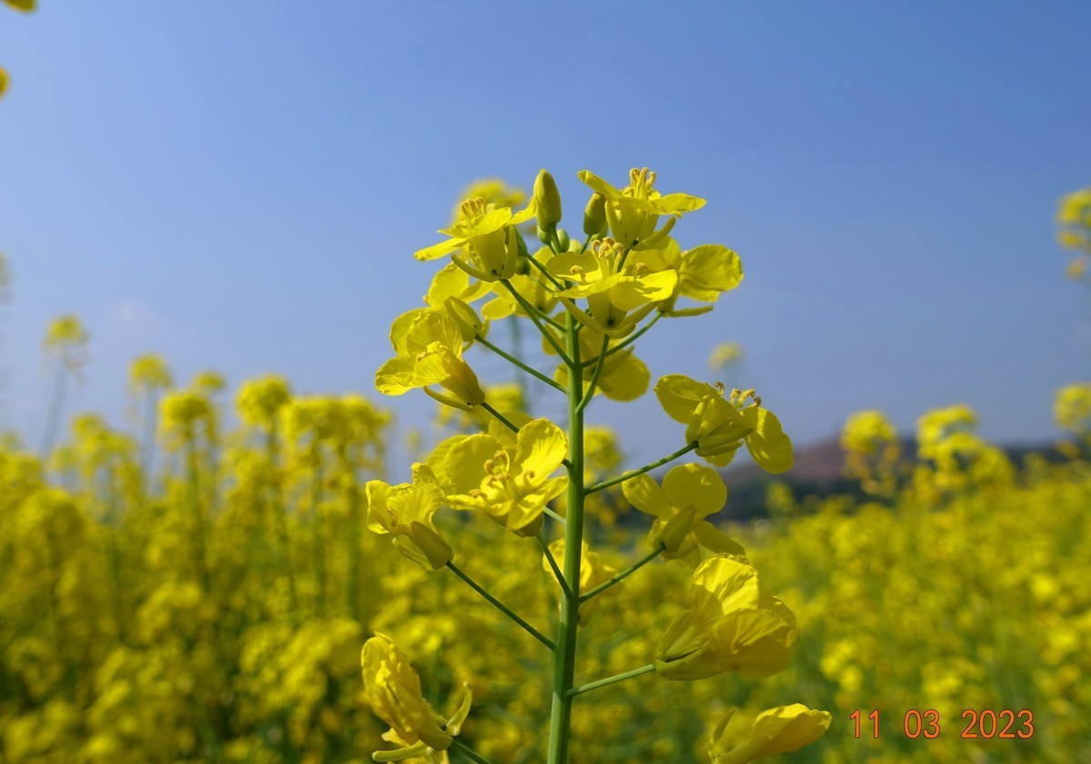 菜籽花花辉黄