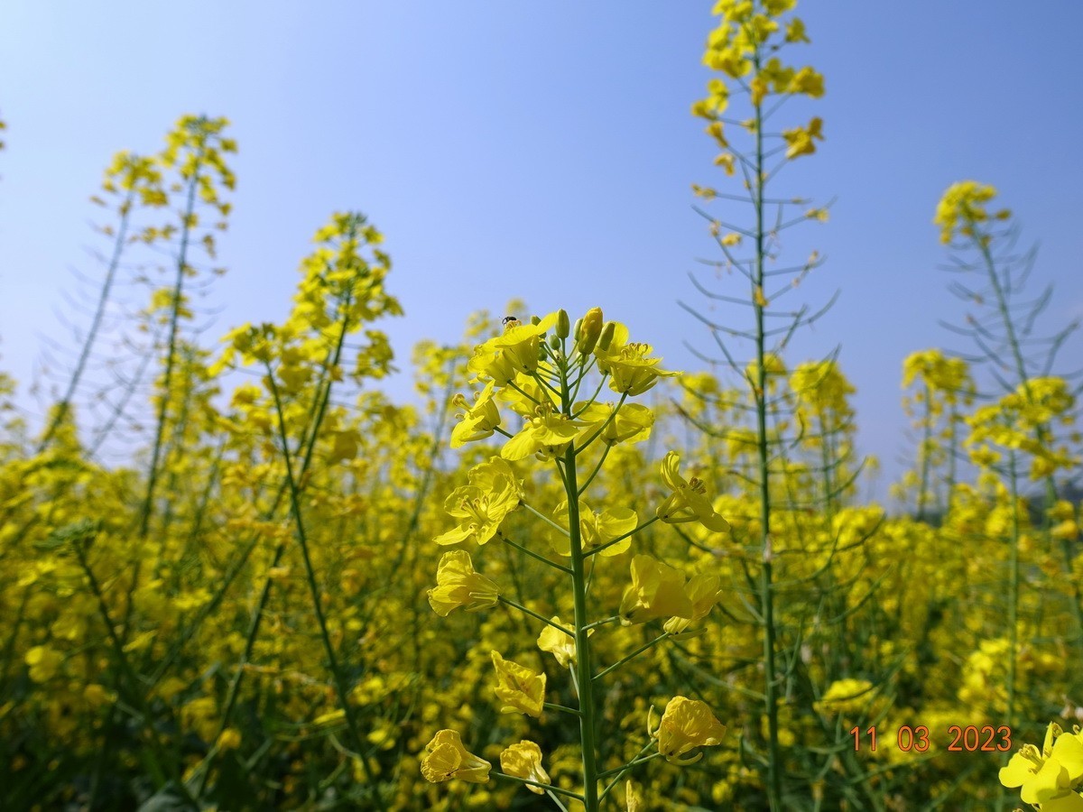 菜籽花花辉黄