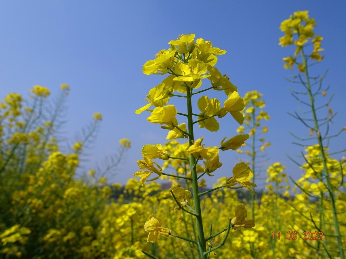 菜籽花花辉黄