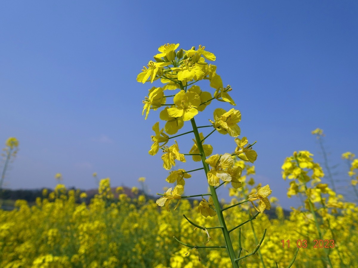 菜籽花花辉黄