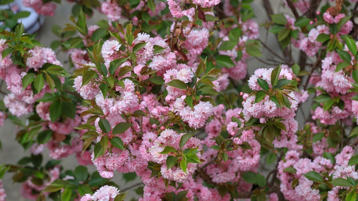 游凉山州盐源县公母山