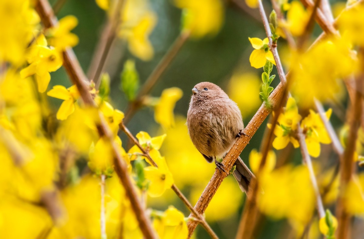 春天的粽头鸦雀（一）