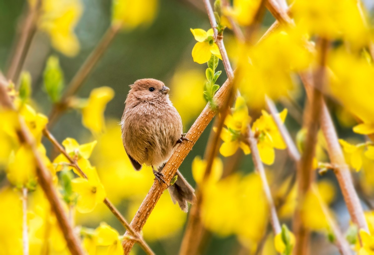 春天的粽头鸦雀（一）