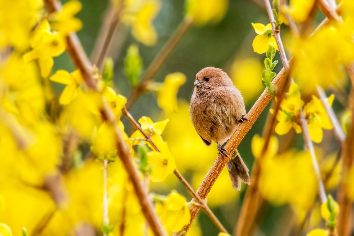 春天的粽头鸦雀（一）