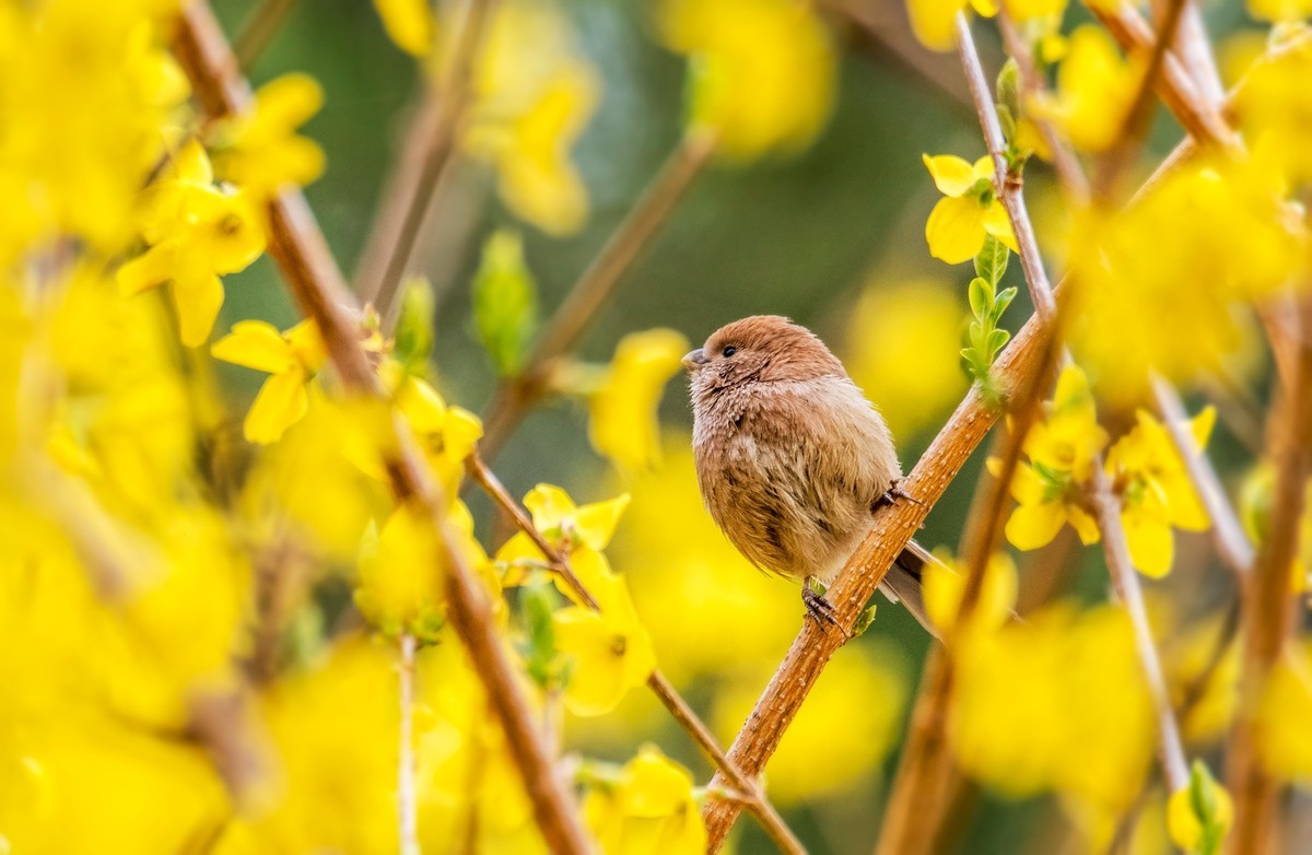 春天的粽头鸦雀（一）