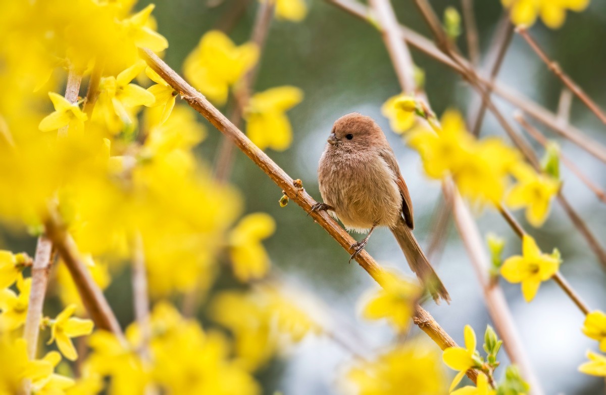 春天的粽头鸦雀（一）