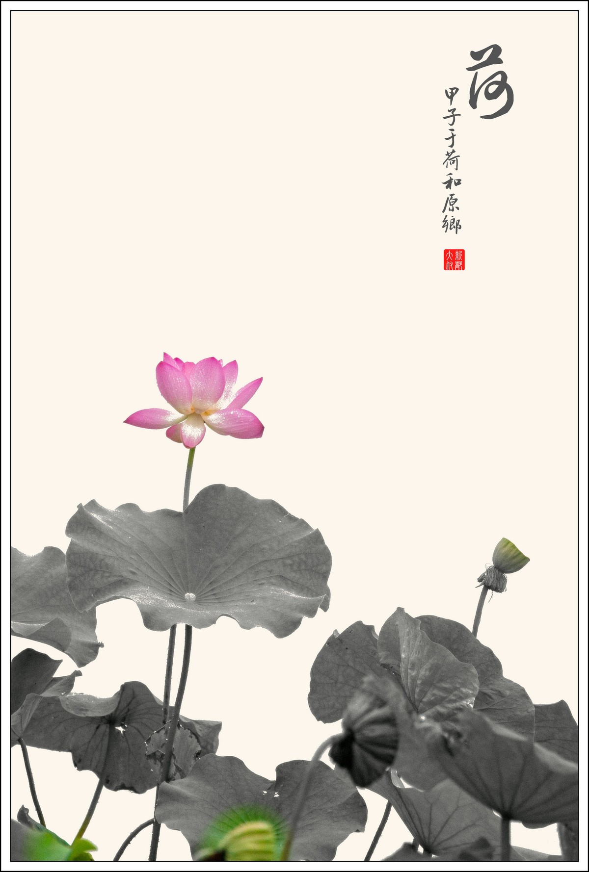荷花艺术摄影尝试