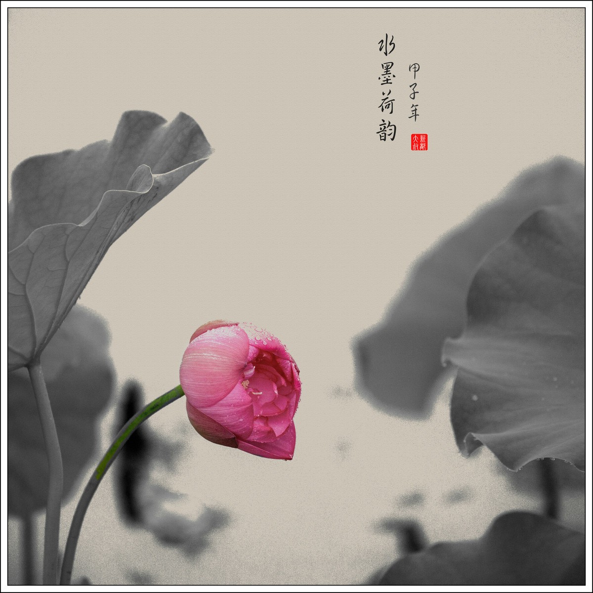 荷花艺术摄影尝试