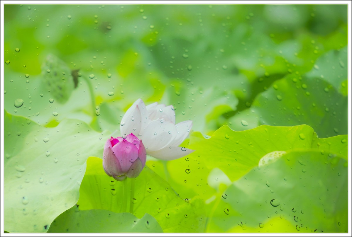荷花艺术摄影尝试
