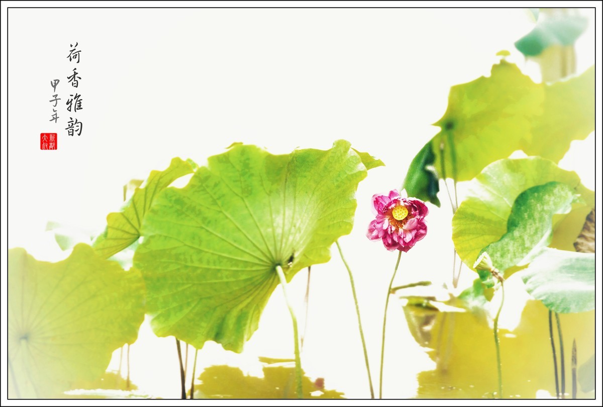 荷花艺术摄影尝试