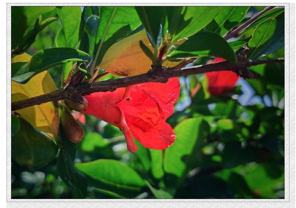 端午节一贴抓拍扫街《古城，花草和美女》片！祝大家节日安康快乐！