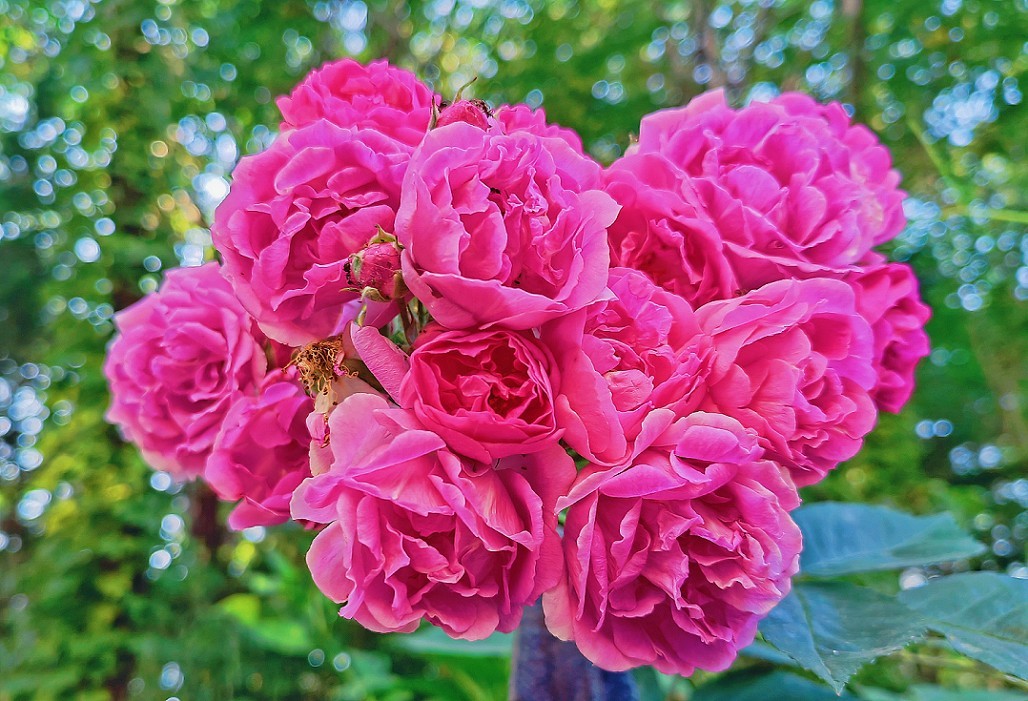 端午节一贴抓拍扫街《古城，花草和美女》片！祝大家节日安康快乐！