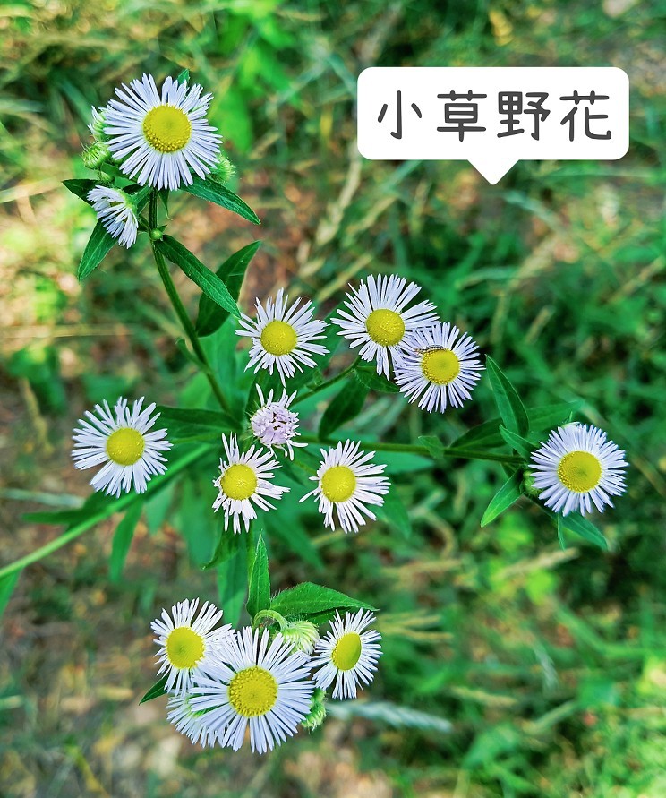 端午节一贴抓拍扫街《古城，花草和美女》片！祝大家节日安康快乐！