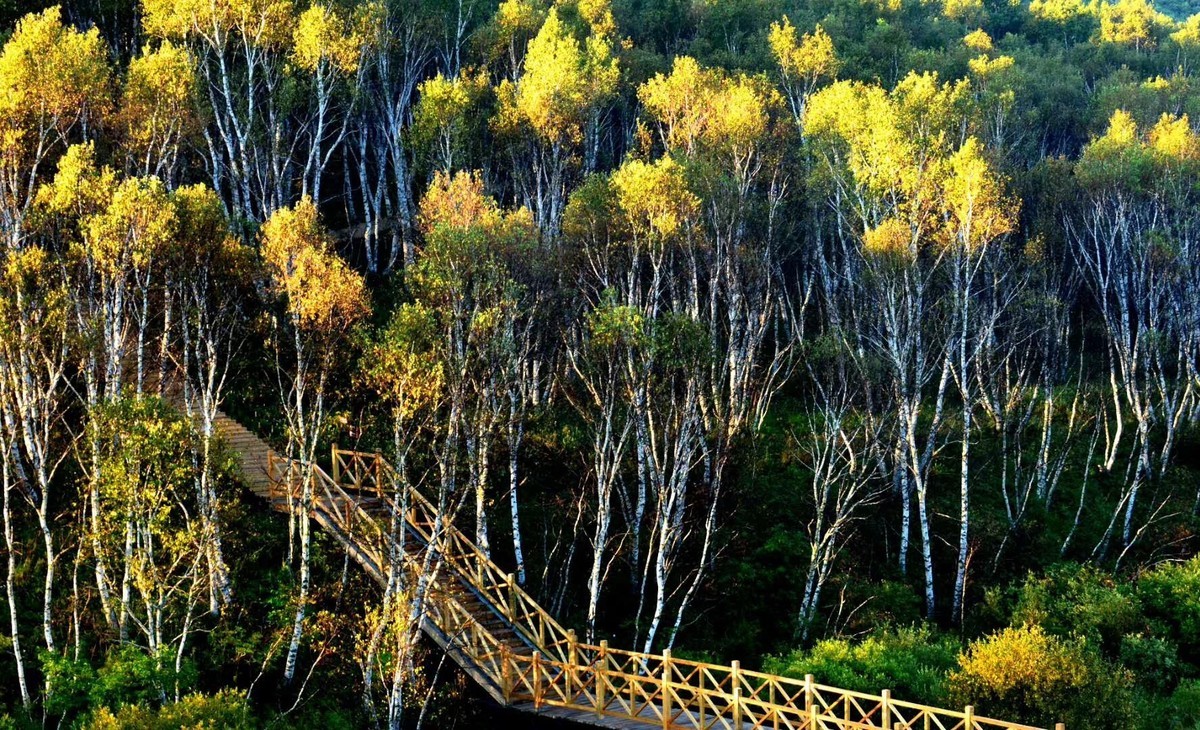 来坝上七彩森林赏五彩缤纷的秋