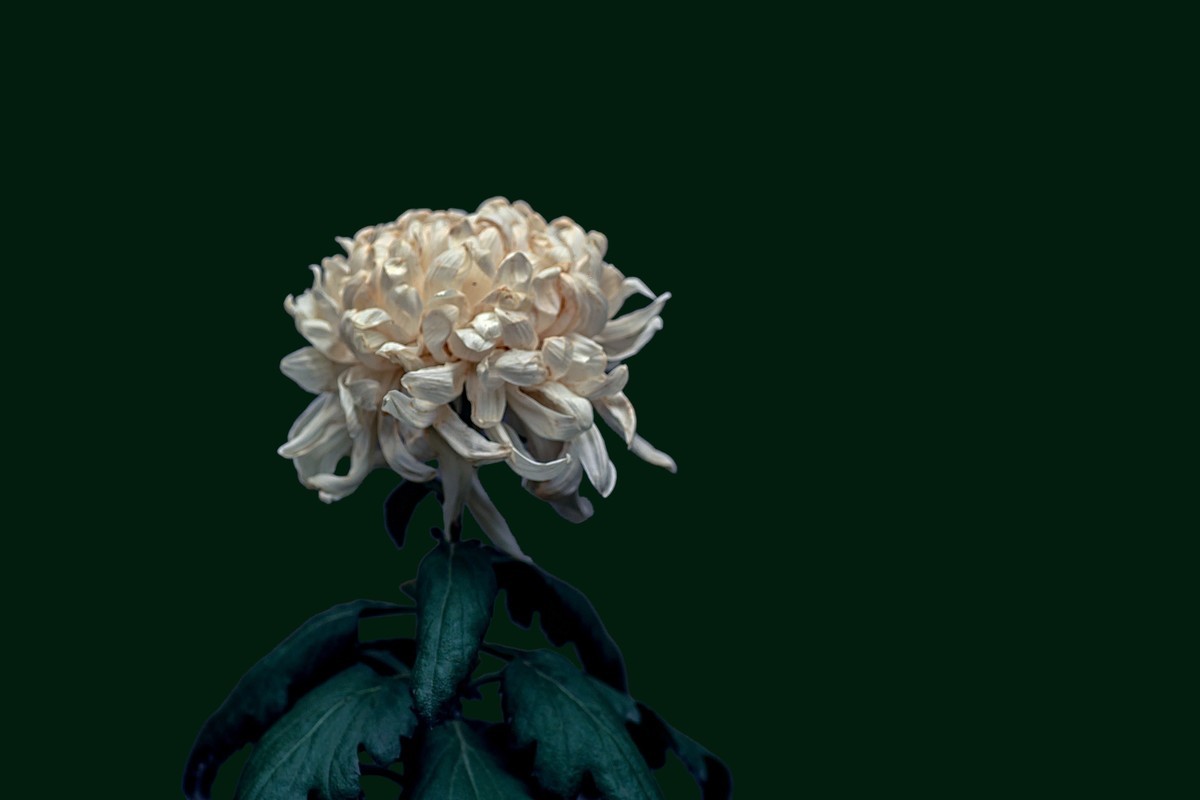 《画 菊》 宋代:郑思肖