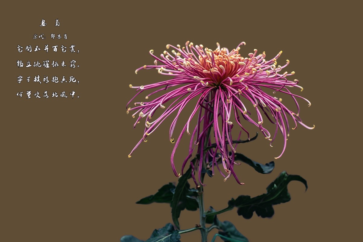 《画       菊》  宋代：郑思肖