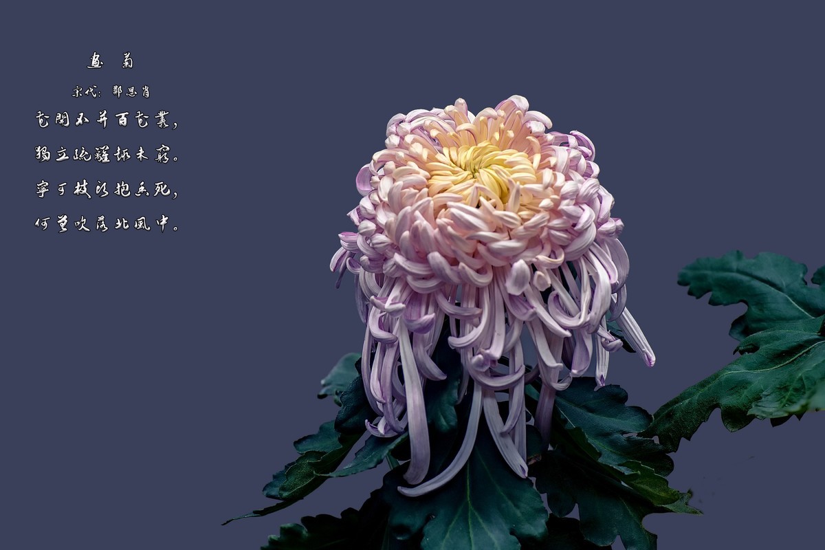 《画       菊》  宋代：郑思肖