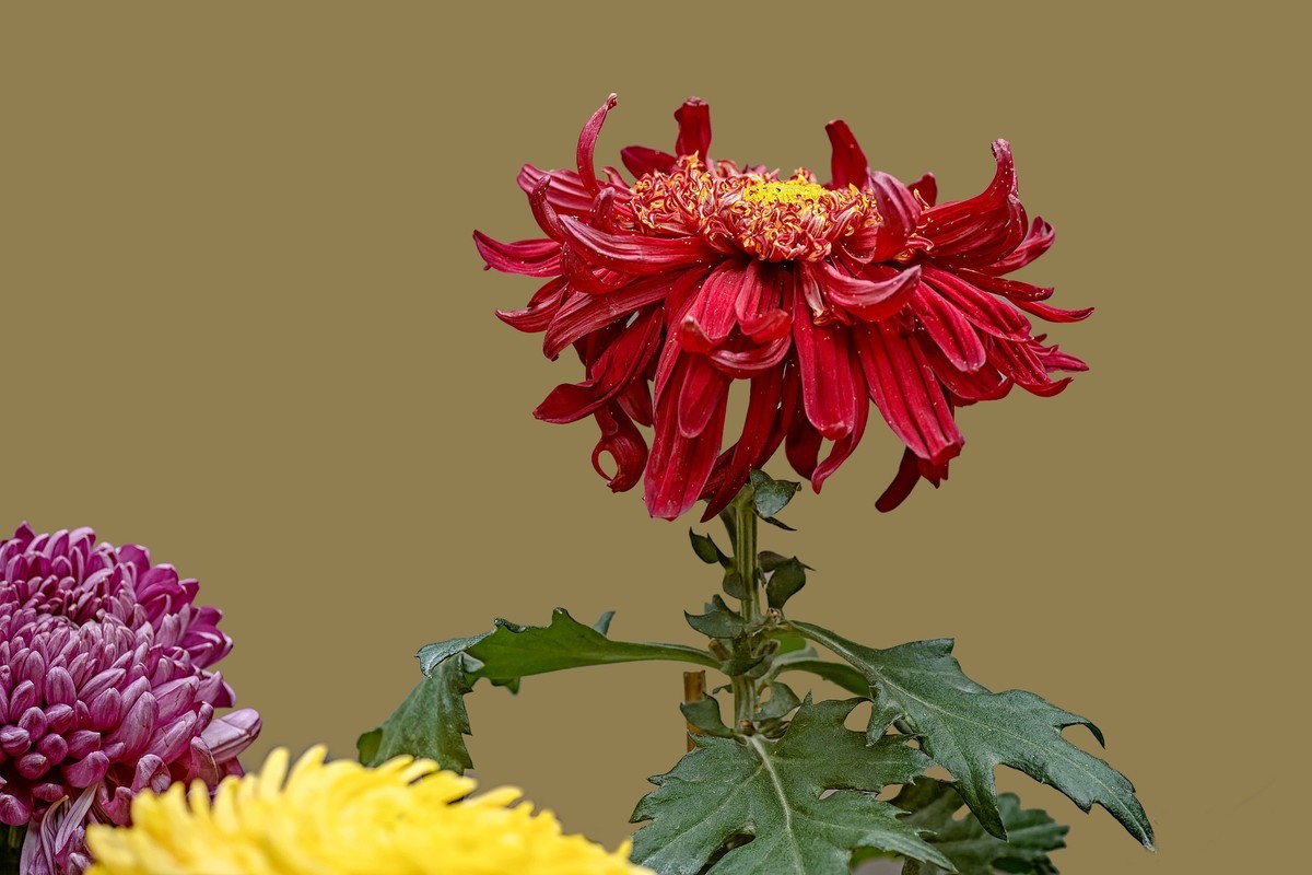 《画       菊》  宋代：郑思肖