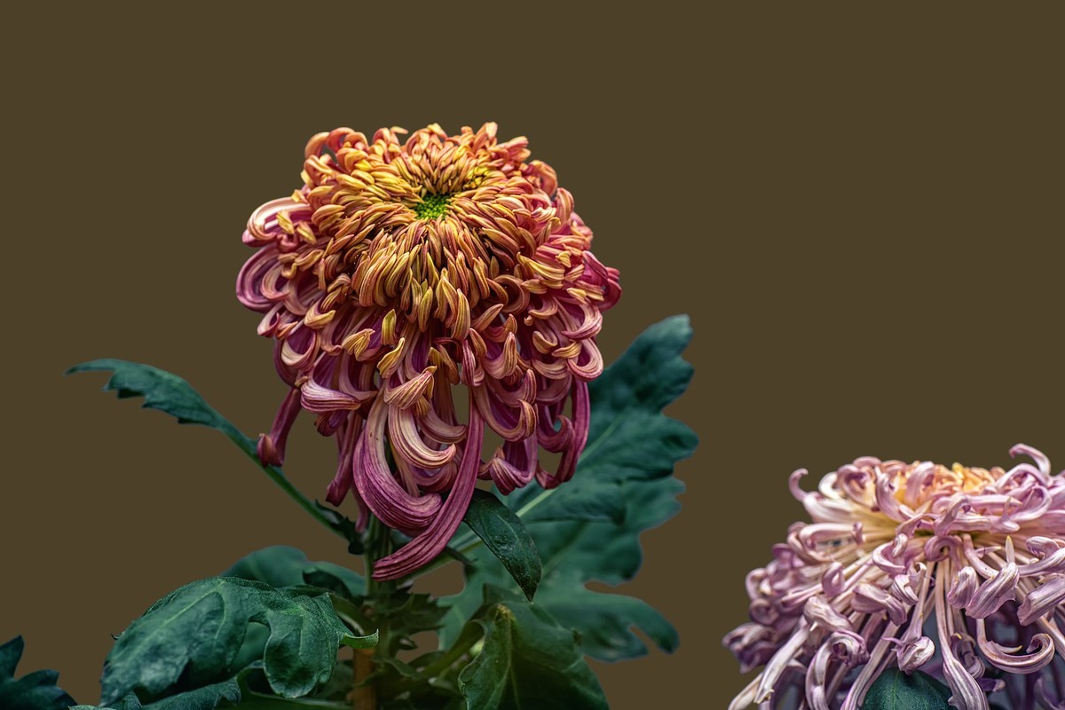 《画       菊》  宋代：郑思肖