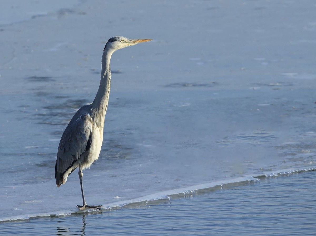 大白鹭争食之战