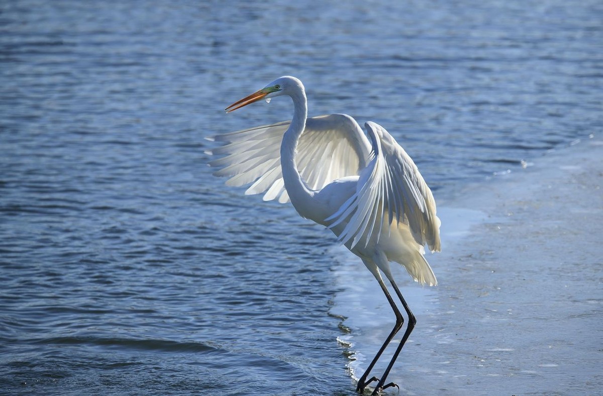 大白鹭争食之战