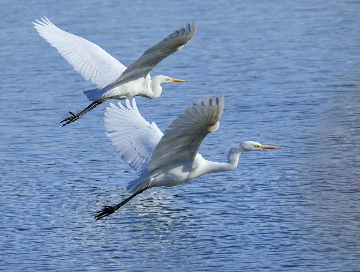 大白鹭争食之战