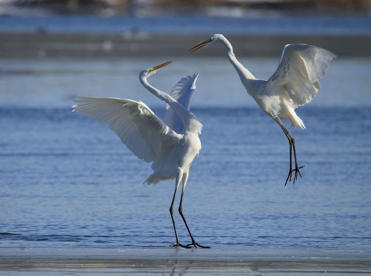 大白鹭争食之战